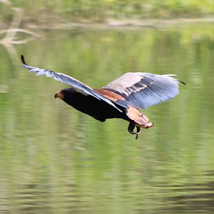 Bateleur at the Bird-show