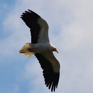 Egyptian vulture at the Bird-show
