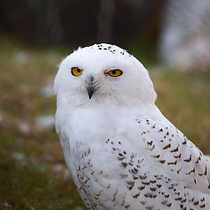 Snowy owl