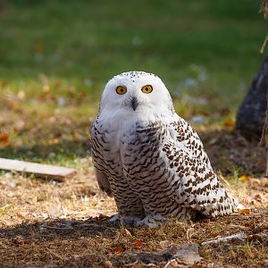 Snowy owl