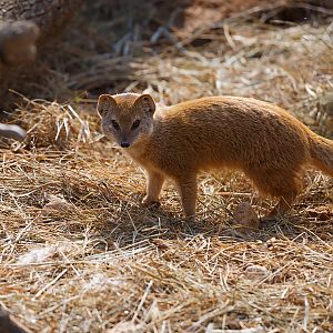 Yellow mongoose