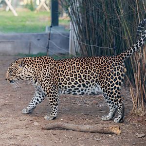 African leopard