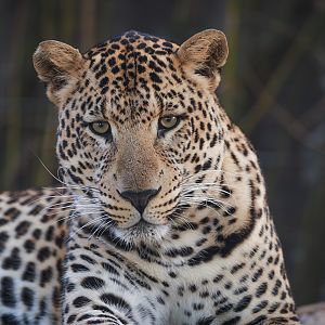 African leopard