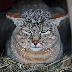 African wildcat