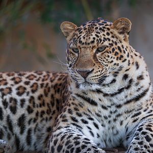 North Chinese leopard