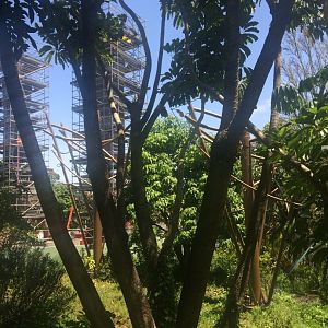 Orangutan and Siamang Exhibit (13/12/2019)