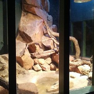 Rio Fuerte beaded lizard exhibit