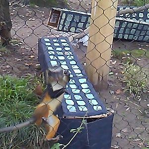 Rambunctious Ollie (Wolf's guenon)