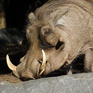 Warthog