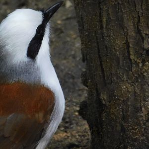 White Crested Laughingthrush