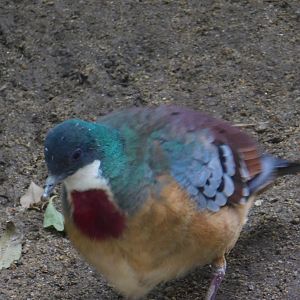 Mindanao Bleeding Heart Dove