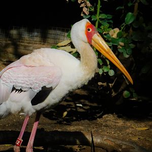 Yellow Billed Stork