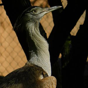 Kori Bustard