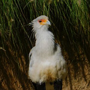 Secretary Bird