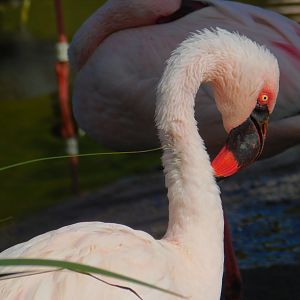 Lesser Flamingo