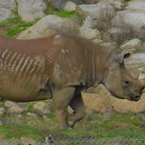 Black Rhinoceros