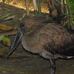 Hammerkop