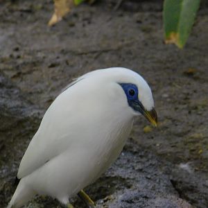 Bali Myna