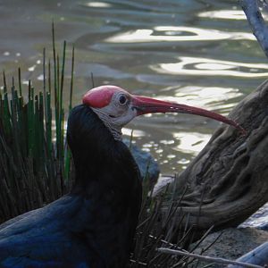 Southern Bald Ibis