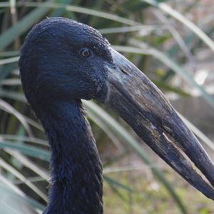 African Openbill Stork