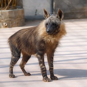 Brown hyena
