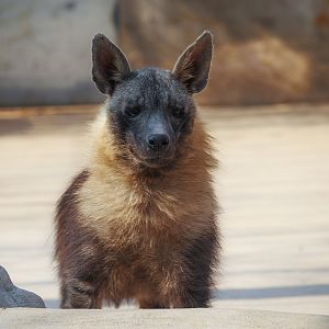 Brown hyena