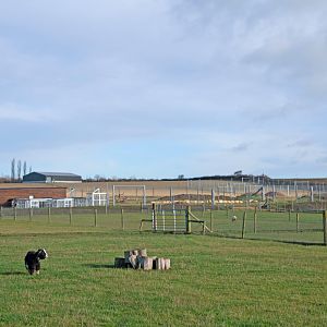 New development beyond the Malayan tigers