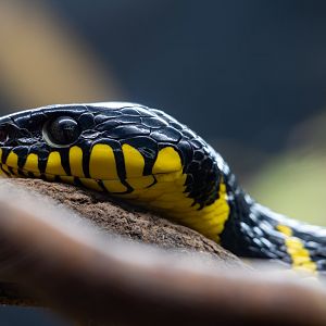 Female Mangrove Snake / Hamerton / 15-12-19