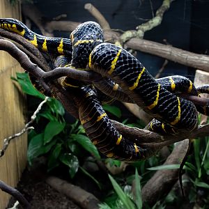 Female Mangrove Snake / Hamerton / 15-12-19