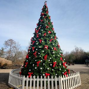 Dec. 2019 - Historic Vine Street Village - Poinsettia Tree