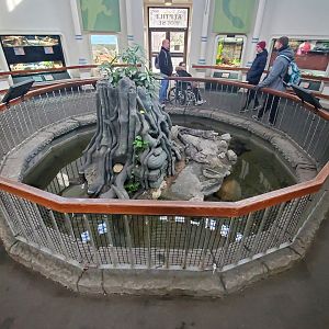 Dec. 2019 - Reptile House - Chinese Alligator Exhibit