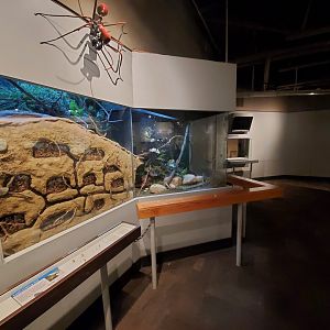 Dec. 2019 - World of the Insect - Leaf cutter Ant Exhibit (Left Side)