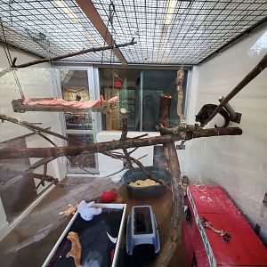 Dec. 2019 - Children's Zoo - Animal Ambassador Center - Palawan Bearcat Nursery