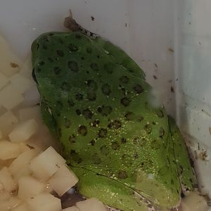 Barking tree-frog - Epedaphus gratiosus