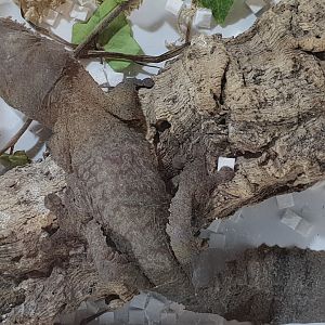 Uroplatus henkeli