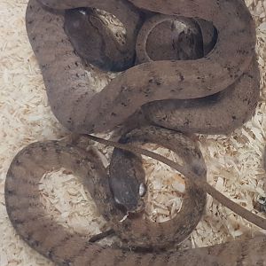 Slug-eating snakes - Pareas carinatus