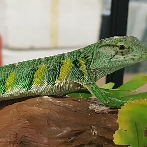 Polychrus marmoratus