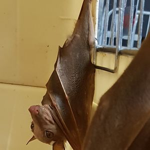 Labeled as being "Palm rousette"