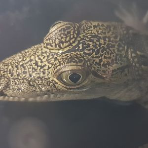 Morelet's crocodile - Crocodylus moreletti
