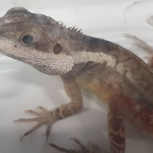 Lophognathus temporalis