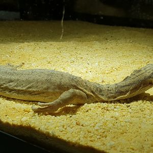 Varanus gilleni