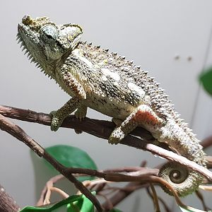 Von Höhnel's chameleon - Trioceros hoehnelii