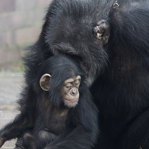 Stevie and Boris having a snuggle
