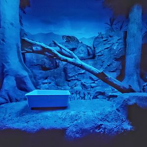 Dec. 2019 - Night Hunters - Clouded Leopard Exhibit (Right Side)