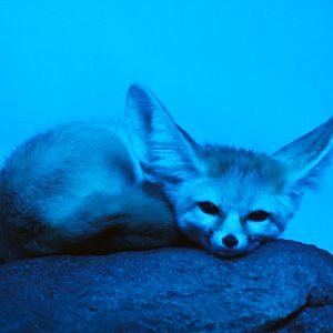 Dec. 2019 - Night Hunters - Fennec Fox