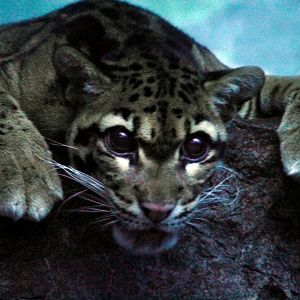 Dec. 2019 - Night Hunters - Clouded Leopard