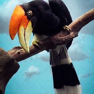 Dec. 2019 - Wings of the World - Rhinoceros Hornbill