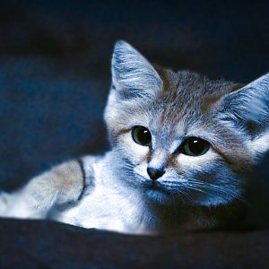 Dec. 2019 -Night Hunters - Arabian Sand Cat