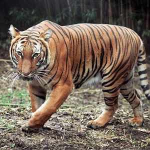 Dec. 2019 - Cat Canyon - Malayan Tiger (Chira)