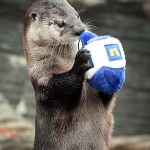 Dec. 2019 - Wolf Woods - River Otter